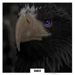 BYAS – Eagle