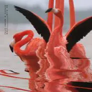 Felix Jaehn & Shouse-Walk With Me - Edit