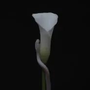 Animals As Leaders-Parrhesia