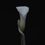 Animals As Leaders-Parrhesia