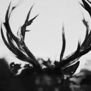 Ihsahn-Ihsahn