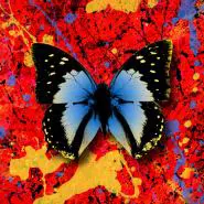 Ed Sheeran feat. Antytila-2step