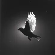 Morrison-FAITH