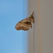 Pocket Sign Language-Moth on the Screen
