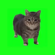 W&W-OIIA OIIA (Spinning Cat)
